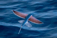 Flying fish in waters off Angola, Africa.