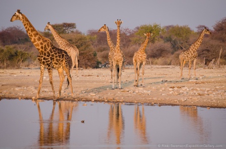 Giraffe congregate at sunset in Etosha.