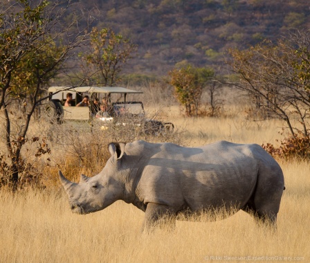 Approaching a massive white rhino in the Ongava Private Reserve.