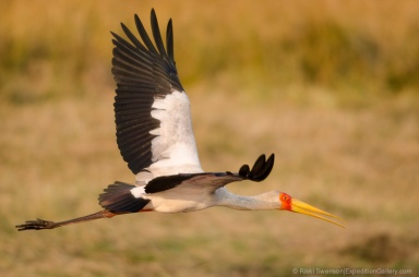 A yellow-billed stork flies along the Chobe River in Chobe National Park, Botswana.