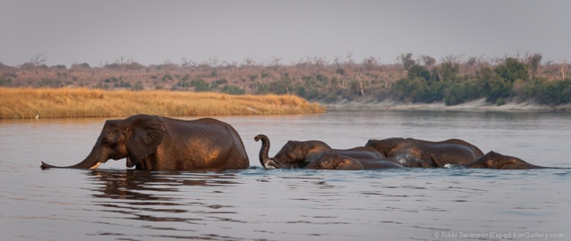 Elephants crossing the Chobe River, Chobe National Park, Botswana.