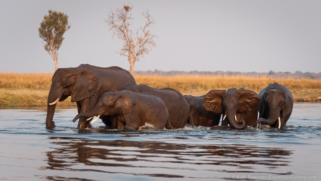 Elephants emerging from the Chobe River in the bronze evening light, Chobe National Park, Botswana.