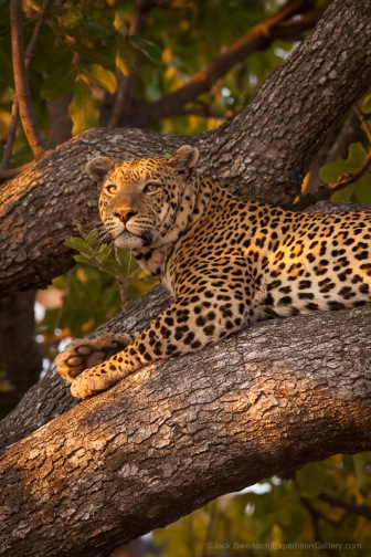 Classic view of a leopard at Chitabe Camp, Botswana.
