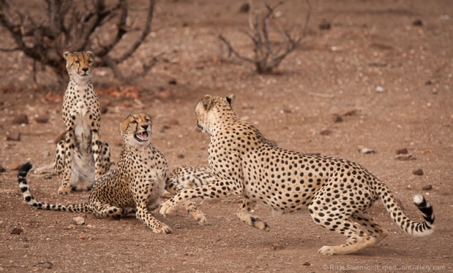Cheetah males attempt to mate with a reluctant female.