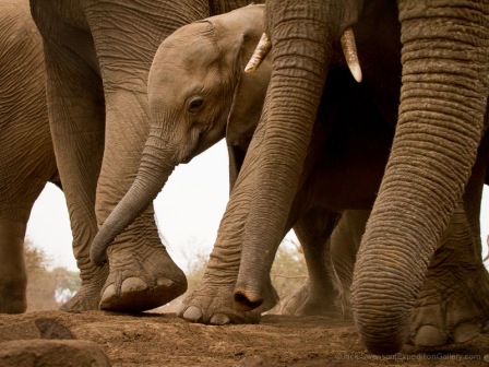 Among giants; an elephant calf lives in a world of trunks and towering legs.