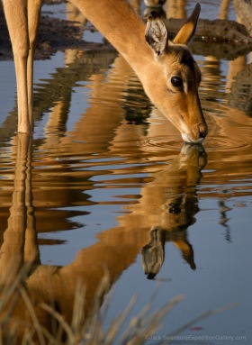 Impala drinking at a waterhole by camp.