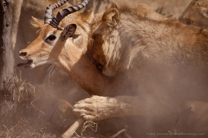 Lions ambushing an impala in Mala Mala Reserve, South Africa.
