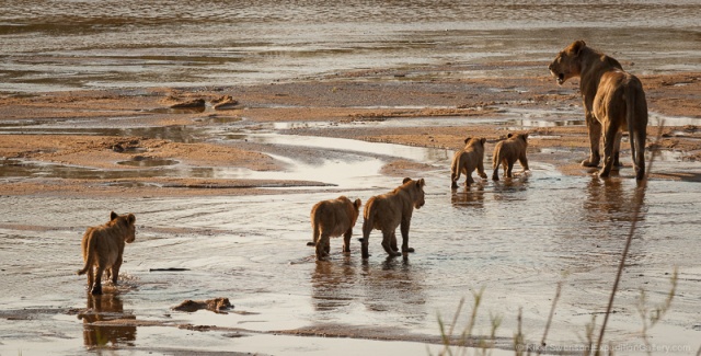 A lioness escorts the pride's cubs across the river.