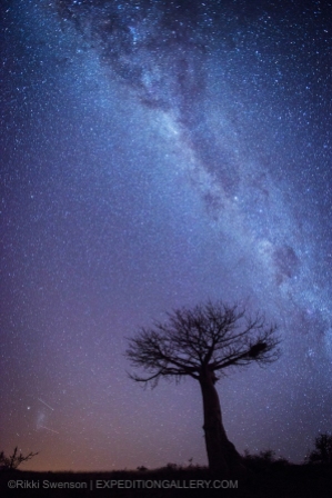 Night sky Milky Way above a favorite baobab tree.