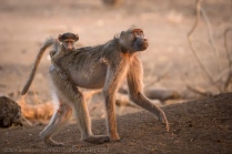 Baby baboon riding on mom.