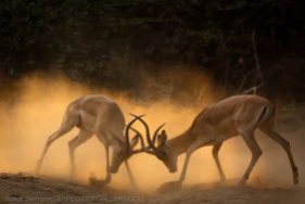 Dawn dust-up between two male impalas.
