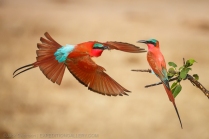 Southern carmine bee-eaters.