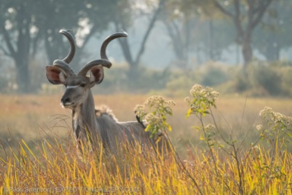 Kudu with elegant spiral horns.