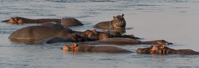 Hippos lolling in the Zambezi River.
